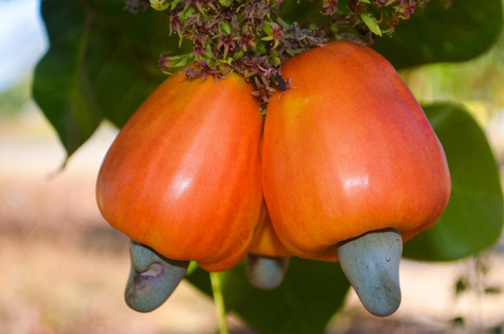 Cashew Anacardium occidentale 5 Seeds  USA Company