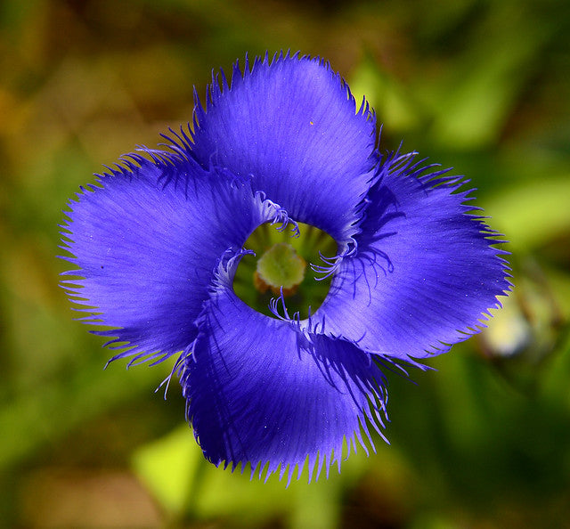 Fringed Gentian  200 Seeds  Native Wildflower  Gentianopsis crinita