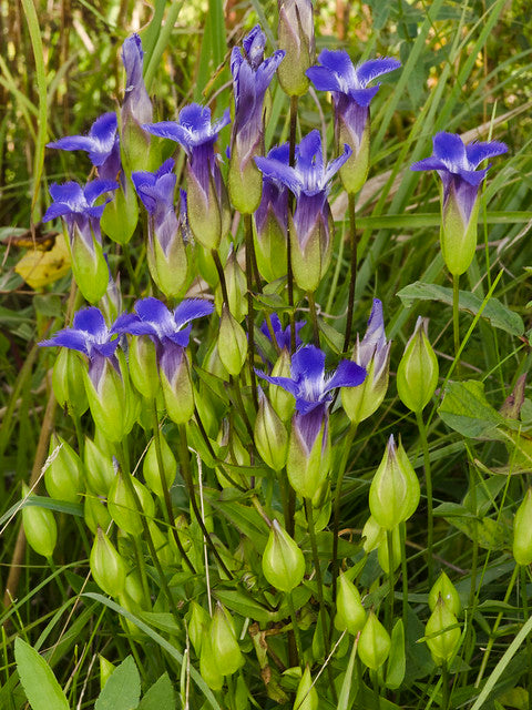 Fringed Gentian  200 Seeds  Native Wildflower  Gentianopsis crinita