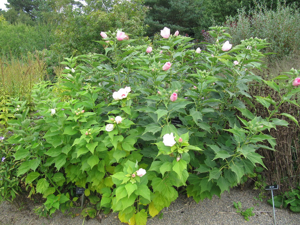 Swamp Rose Mallow  Hibiscus moscheutos  100 Seeds  USA Company