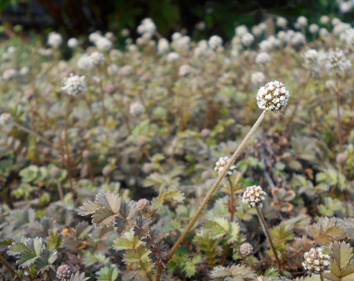 New Zealand Burr  75 Seeds  Acaena microphylla