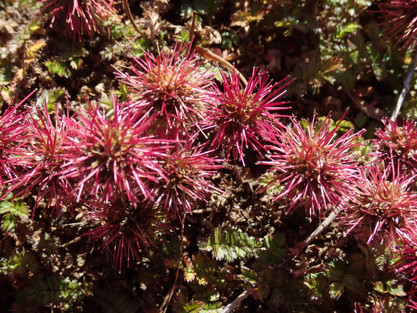 New Zealand Burr  75 Seeds  Acaena microphylla