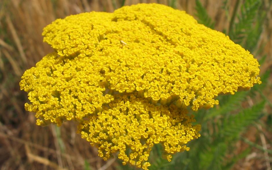 Gold Yarrow  100 Seeds  Achillea filipendulina