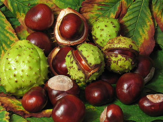 Horse Chestnut Aesculus hippocastanum 5 Seeds  USA Company