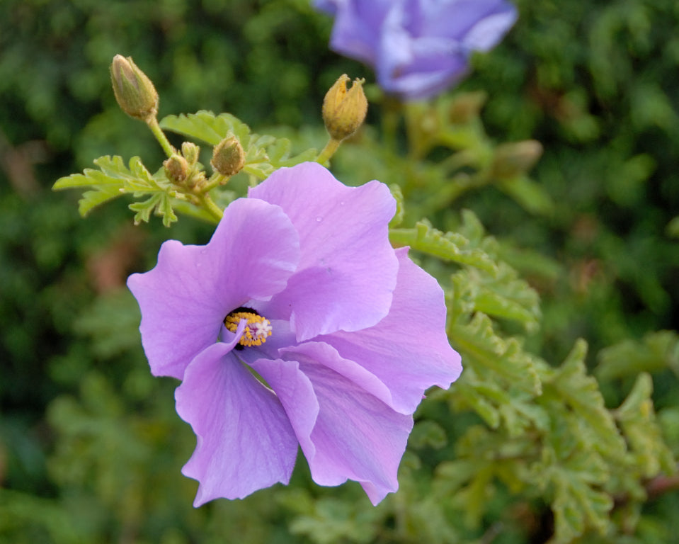 Blue Hibiscus  25 Seeds   Alyogyne huegelii