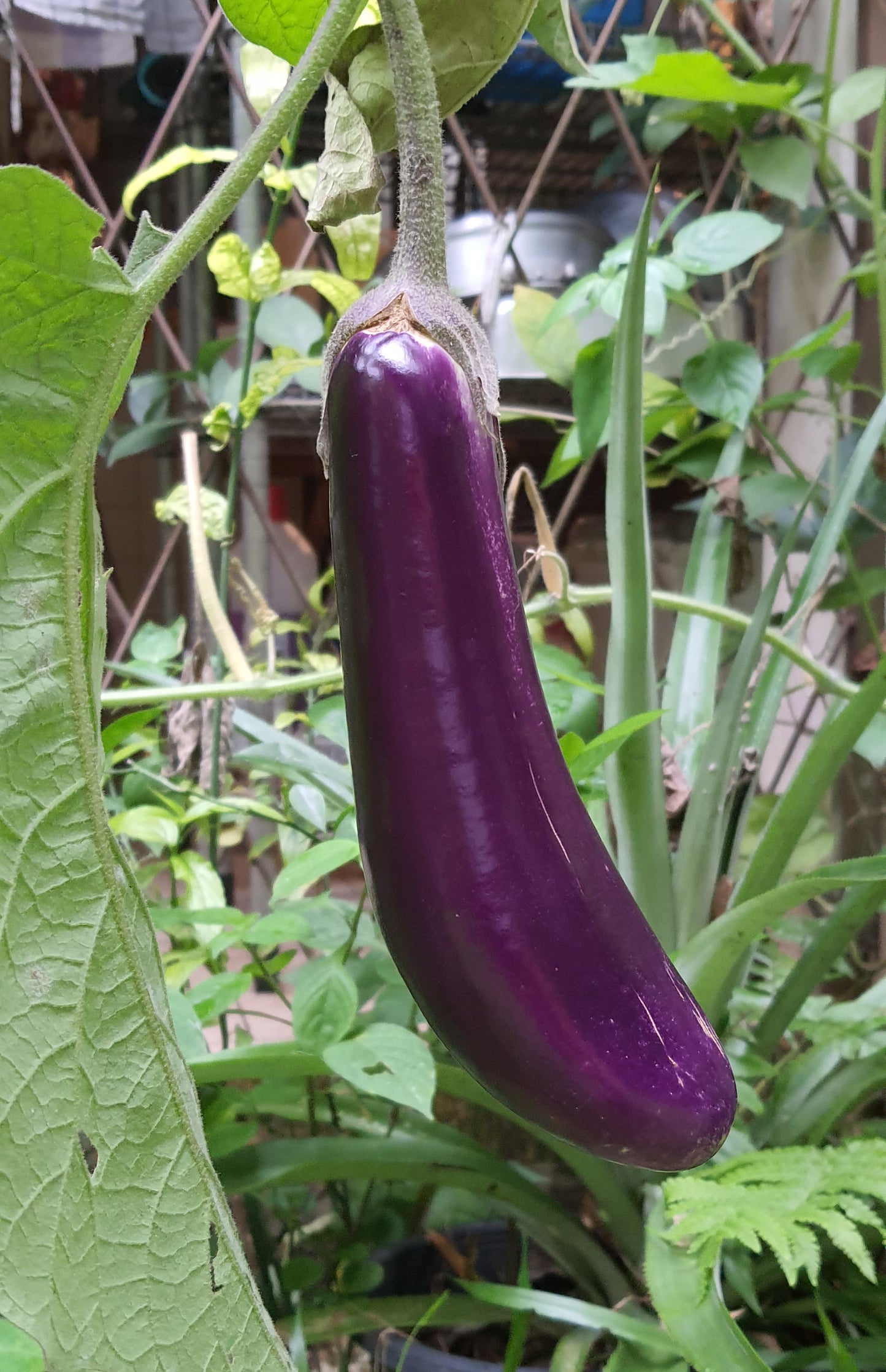 Long Purple Eggplant   100 Seeds   Solanum melongena