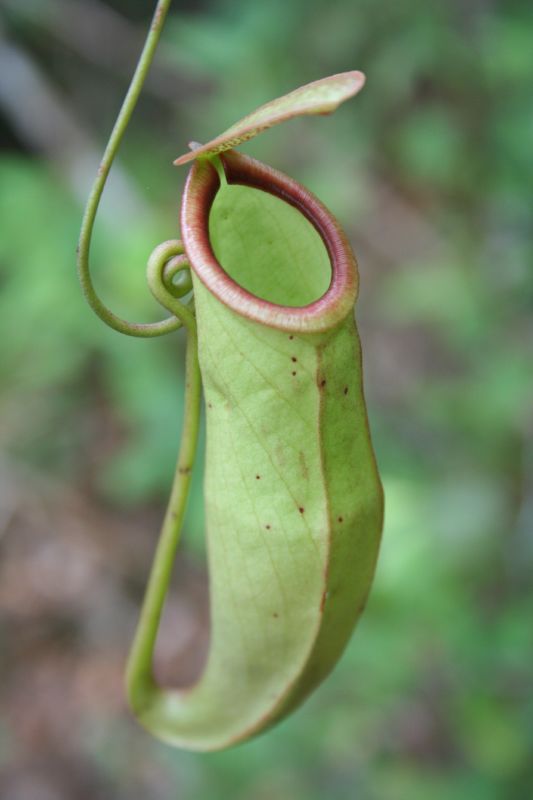 Tropical Pitcher Plant  5 Seeds  Nepenthes mirabilis  USA Company