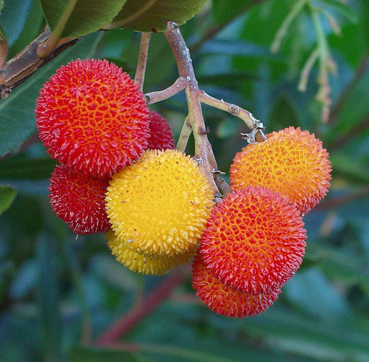 Strawberry Tree Arbutus unedo 100 Seeds  USA Company