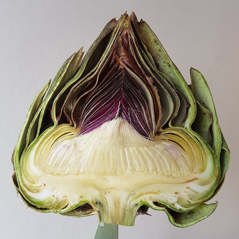 Artichoke   20 Seeds   Cynara scolymus