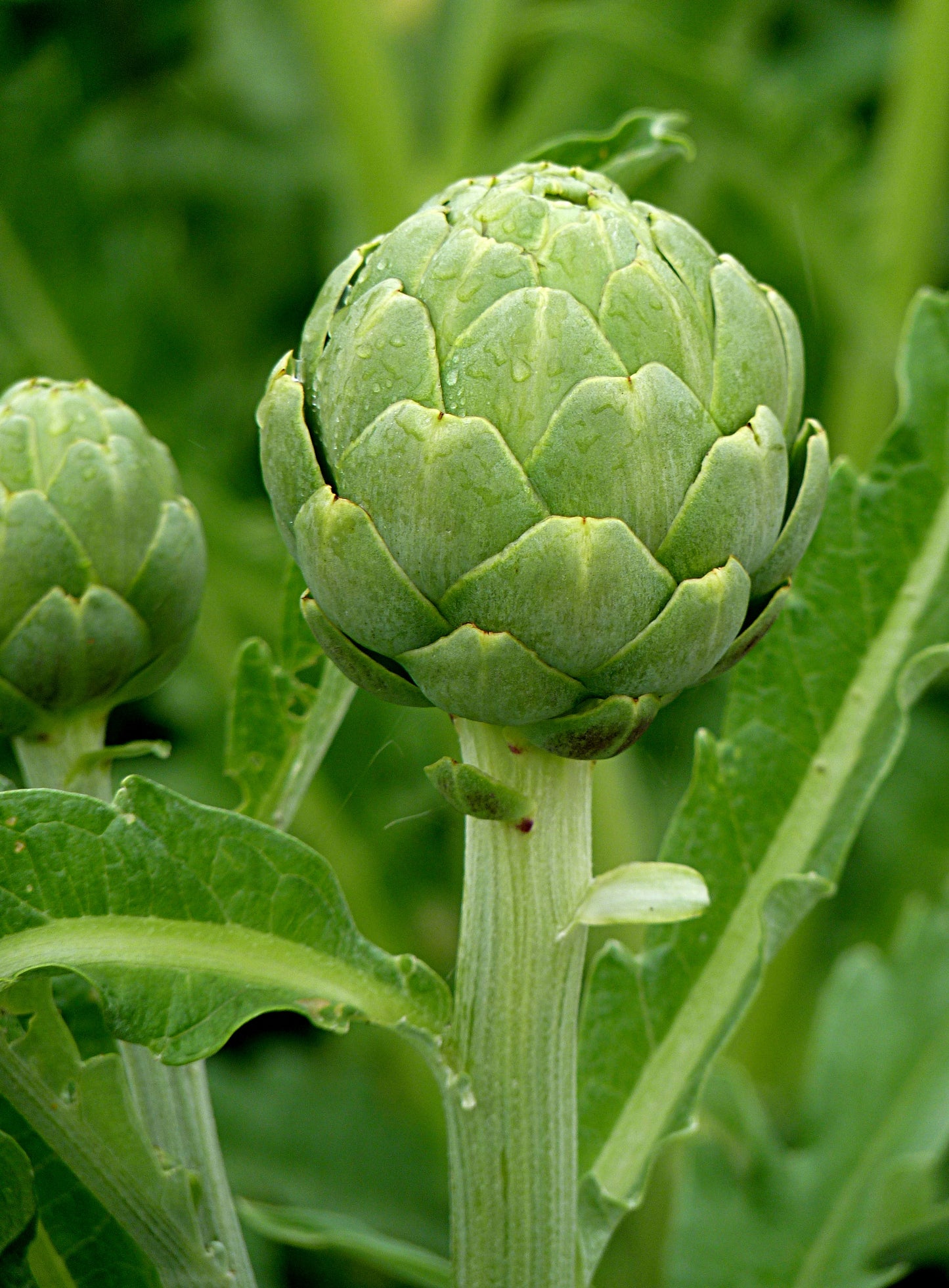 Artichoke   20 Seeds   Cynara scolymus