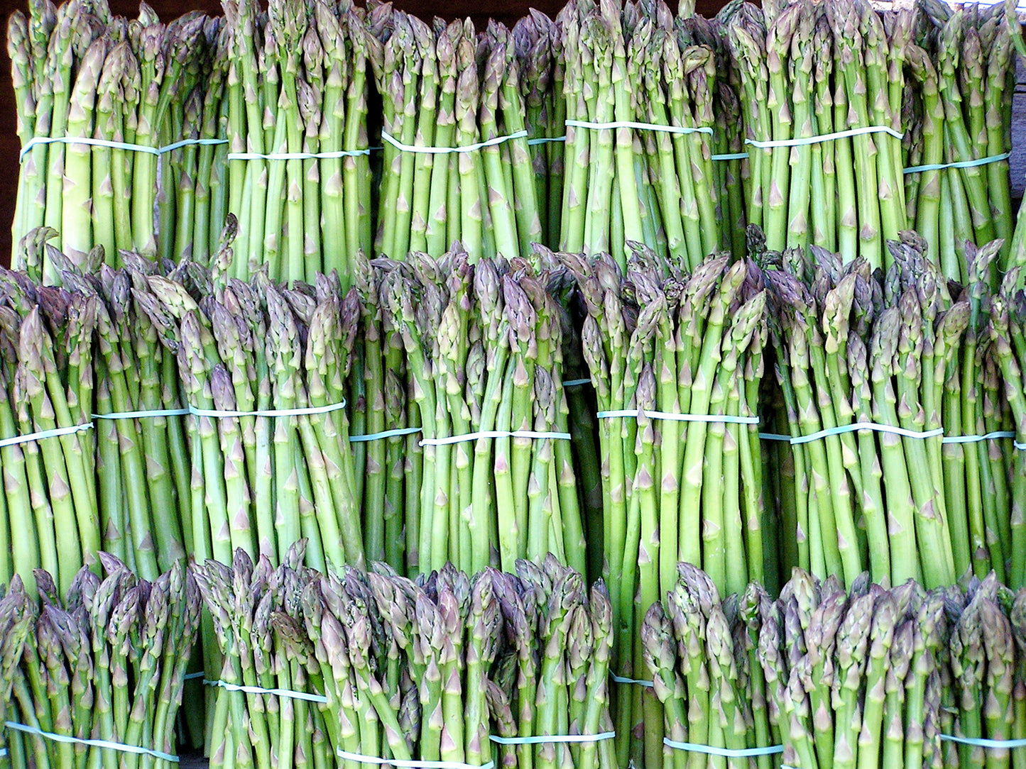 Asparagus   20 Seeds   Asparagus officinalis
