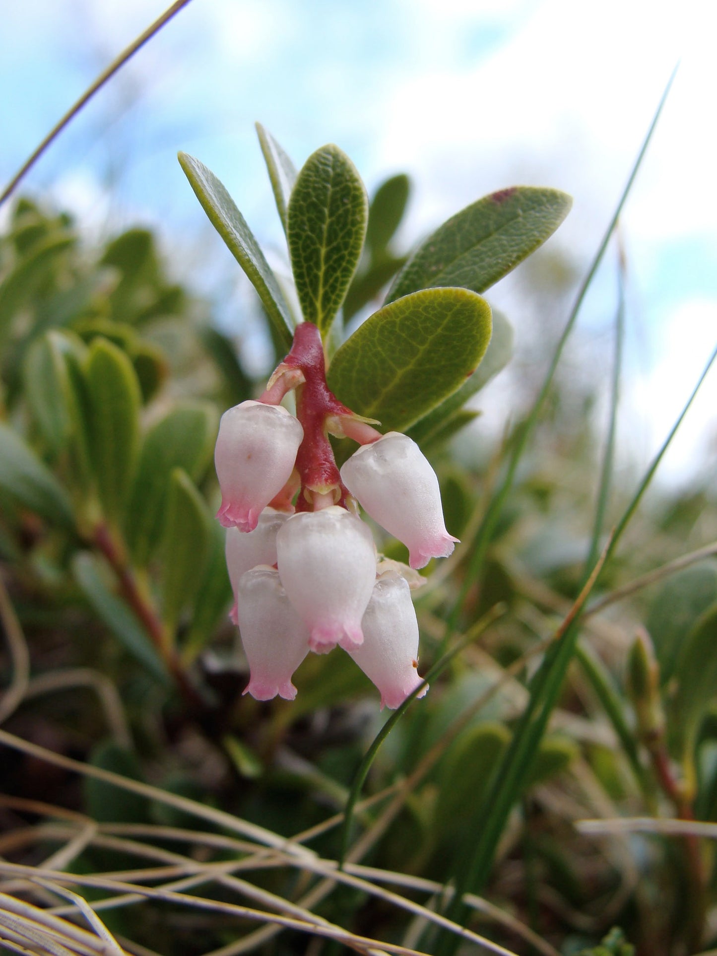 Bearberry  25 Seeds  Arctostaphylos uva-ursi