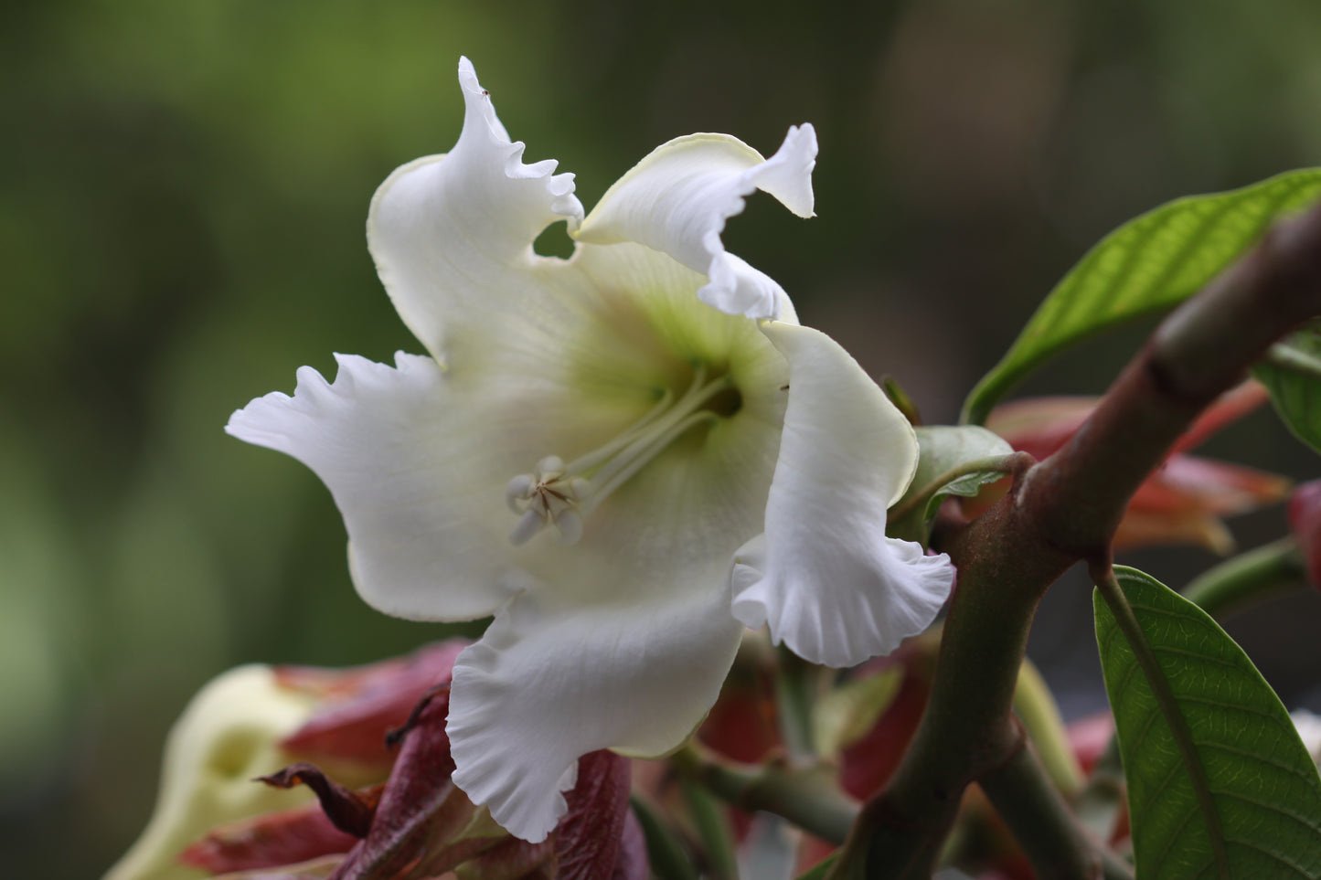 Herald’s Trumpet   10 Seeds   Beaumontia grandiflora