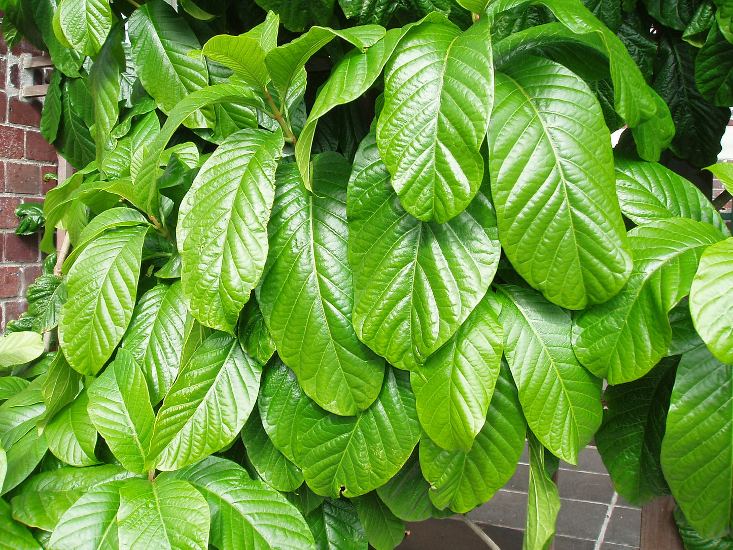 Herald’s Trumpet   10 Seeds   Beaumontia grandiflora