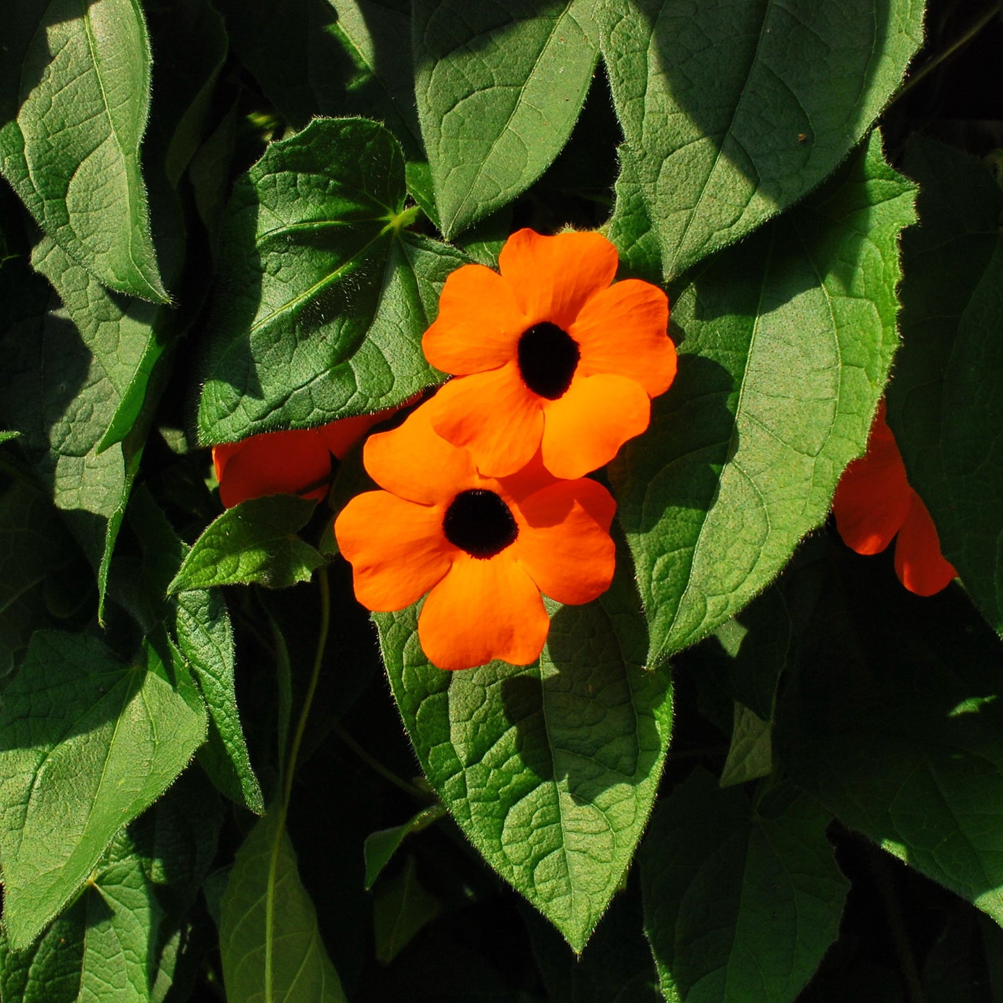 Black-Eyed Susan Vine  100 Seeds  Thunbergia alata