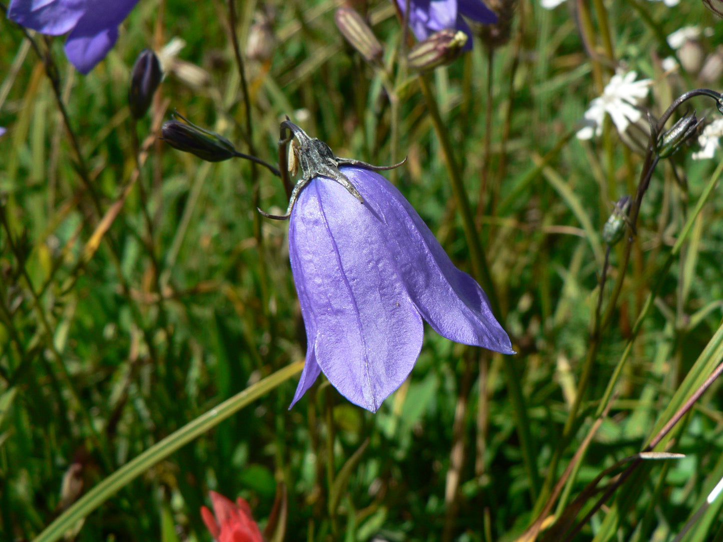 Harebell  100 Seeds  Campanula rotundifolia