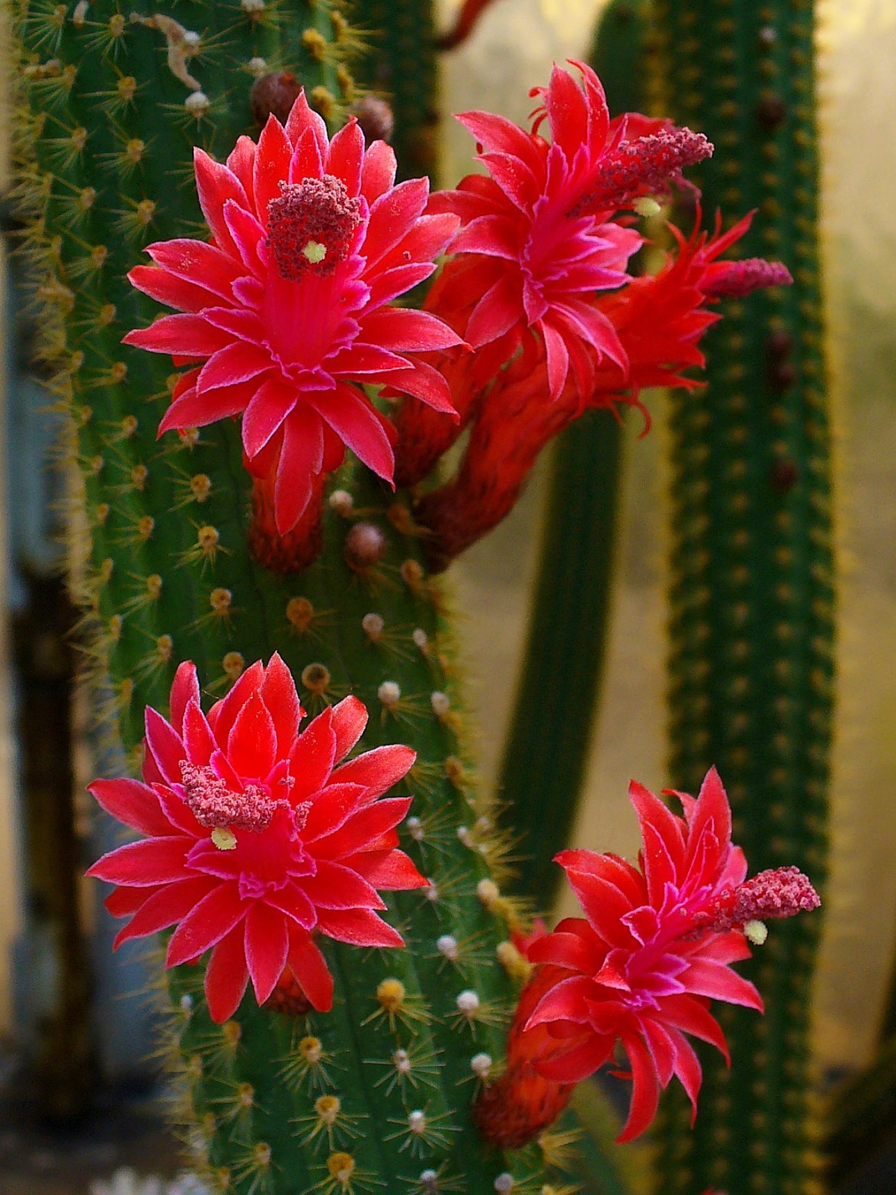Red Flowered Columnar Cactus  Cleistocactus samaipatanus  200 Seeds  USA Company