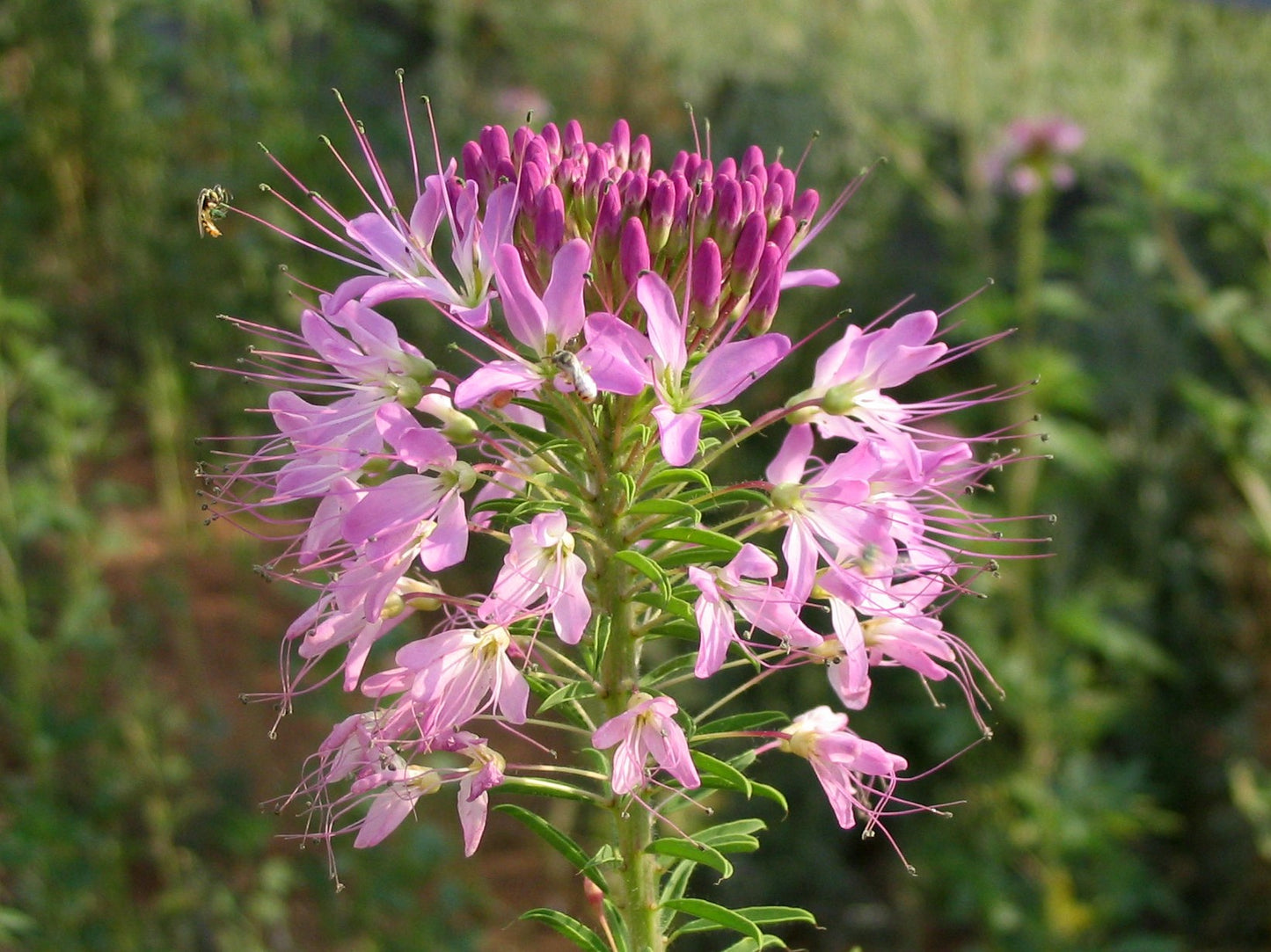 Rocky Mountain Bee Plant   100 Seeds   Cleome serrulata