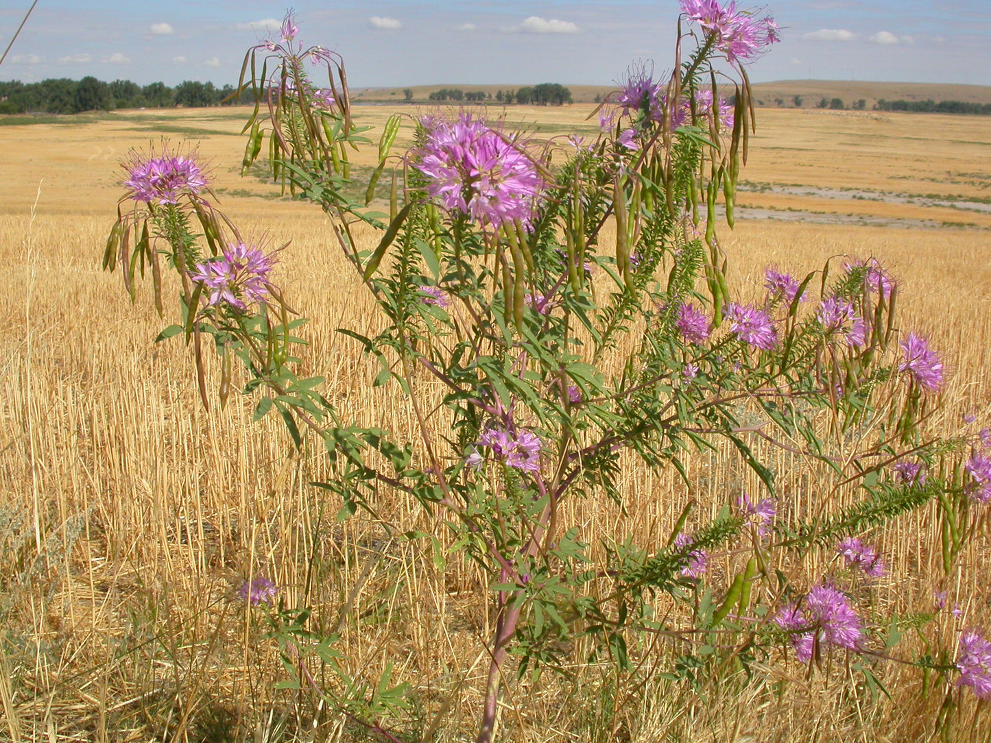 Rocky Mountain Bee Plant   100 Seeds   Cleome serrulata