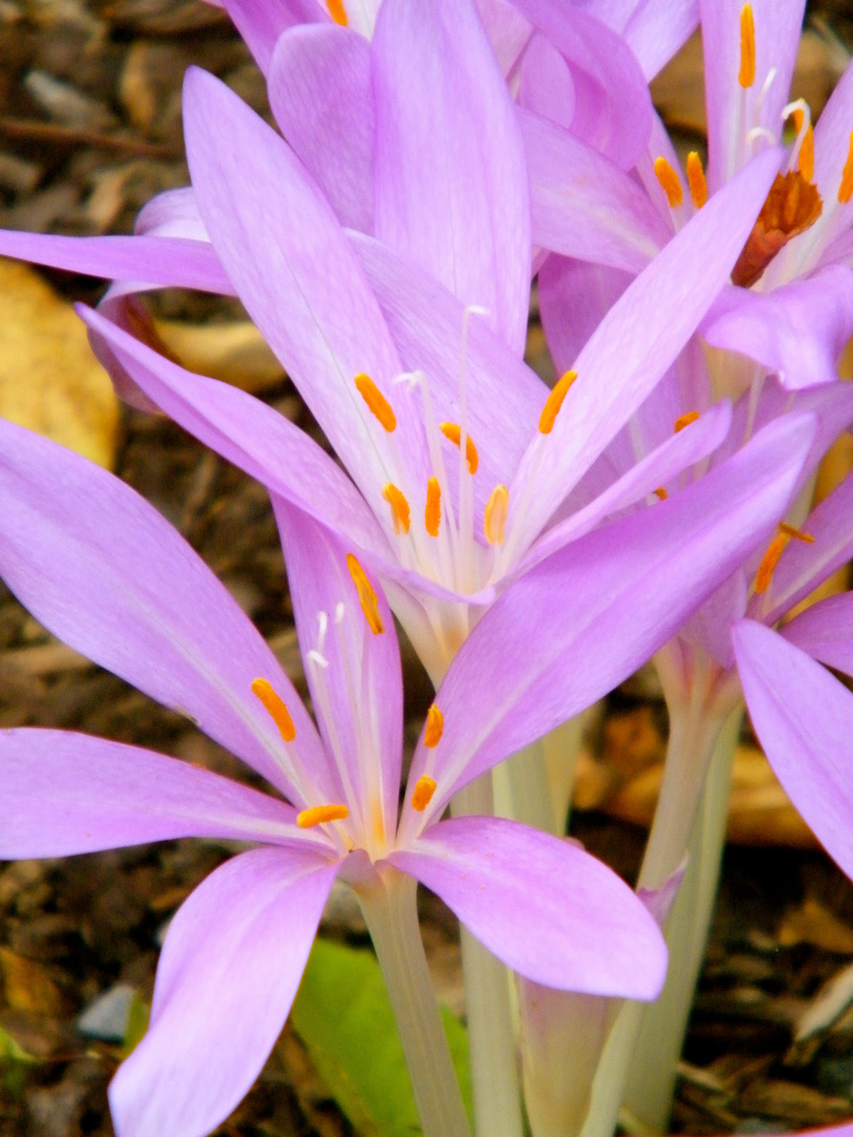 Cholchicum Autumn Crocus 100 Seeds Colchicum autumnale – R&B Floridaseeds