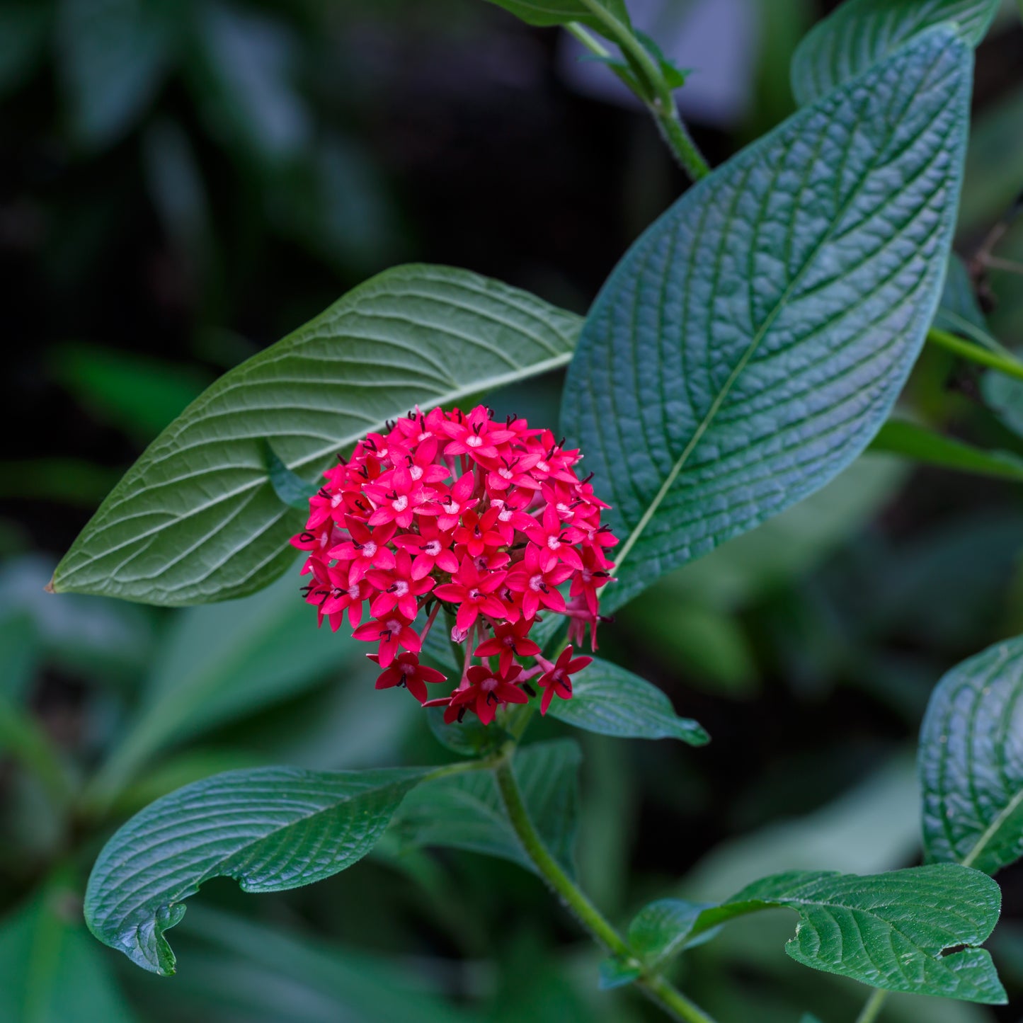 Red Pentas  Star Flower  Pentas lanceolata  25 Seeds