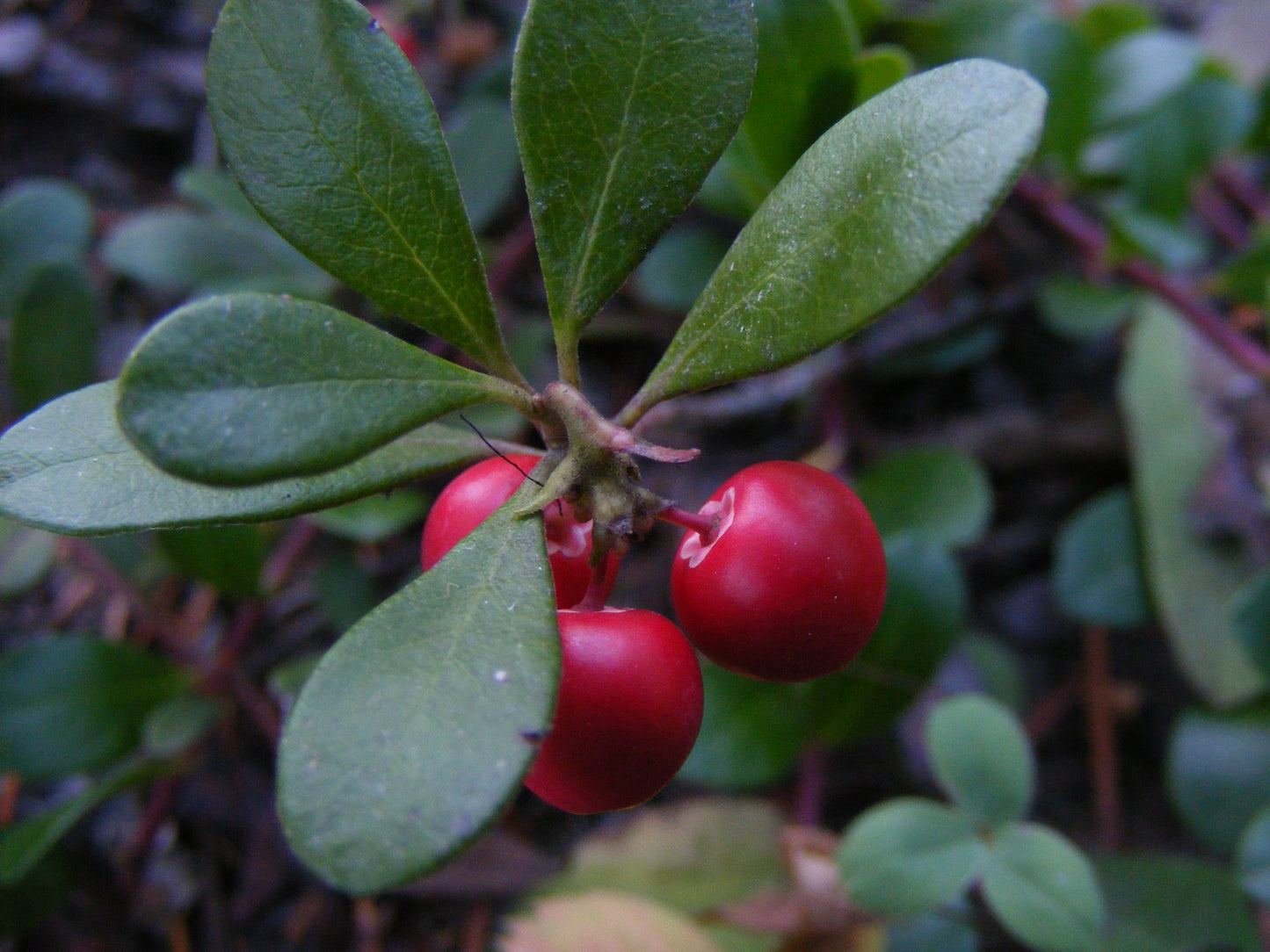 Bearberry  25 Seeds  Arctostaphylos uva-ursi