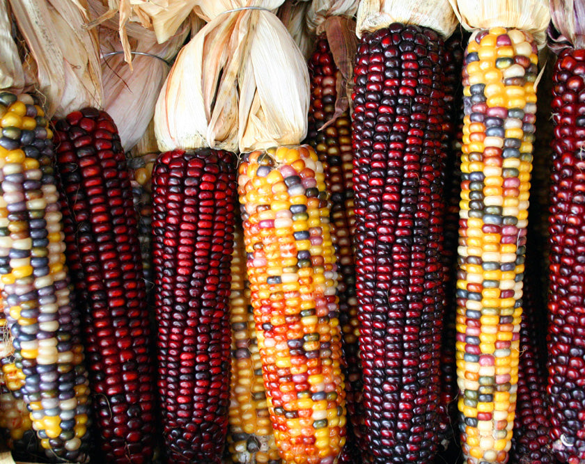 Rainbow Indian Corn   20 Seeds   Zea mays