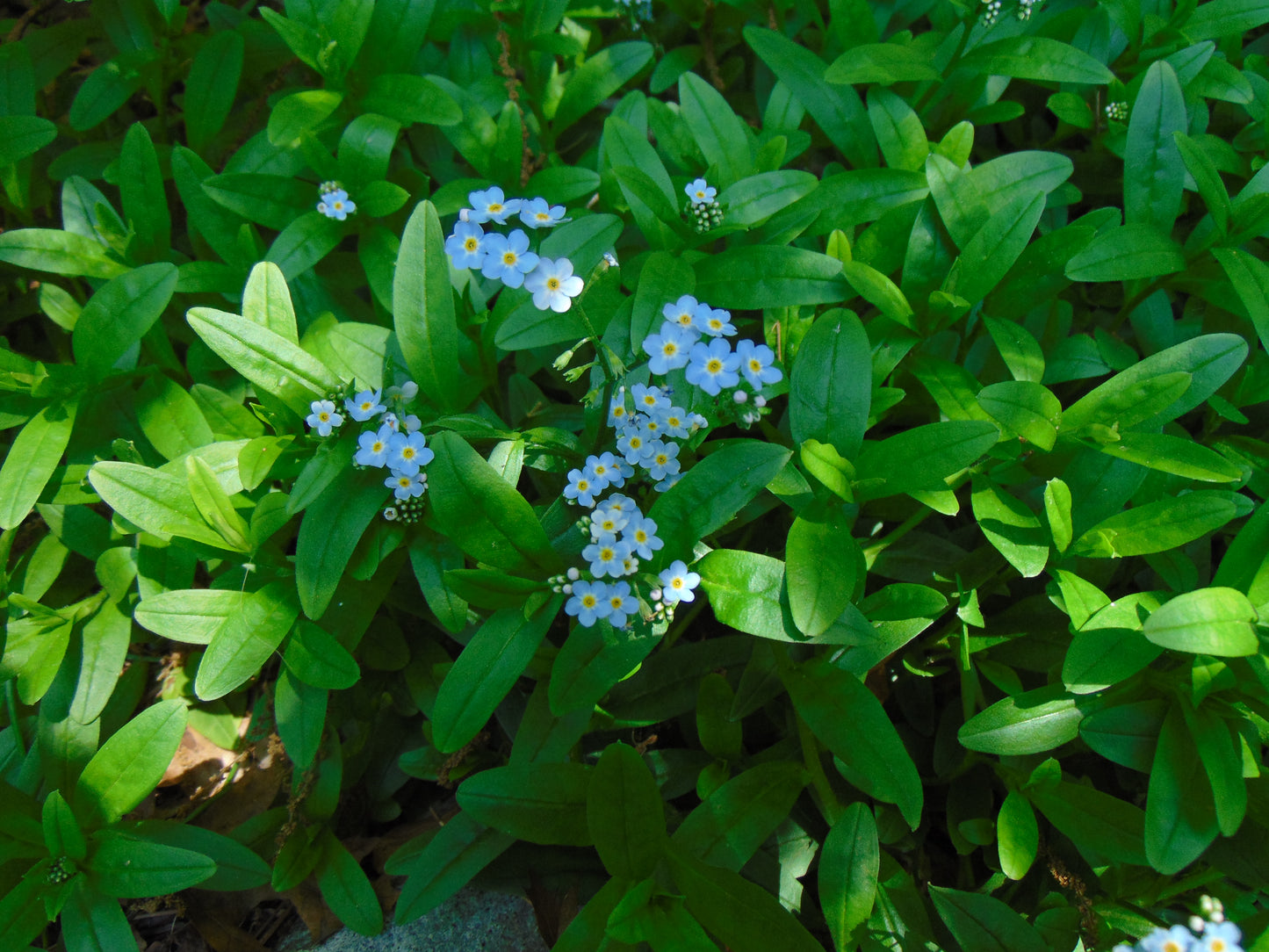 Forget-Me-Not  100 Seeds  Myosotis sylvatica