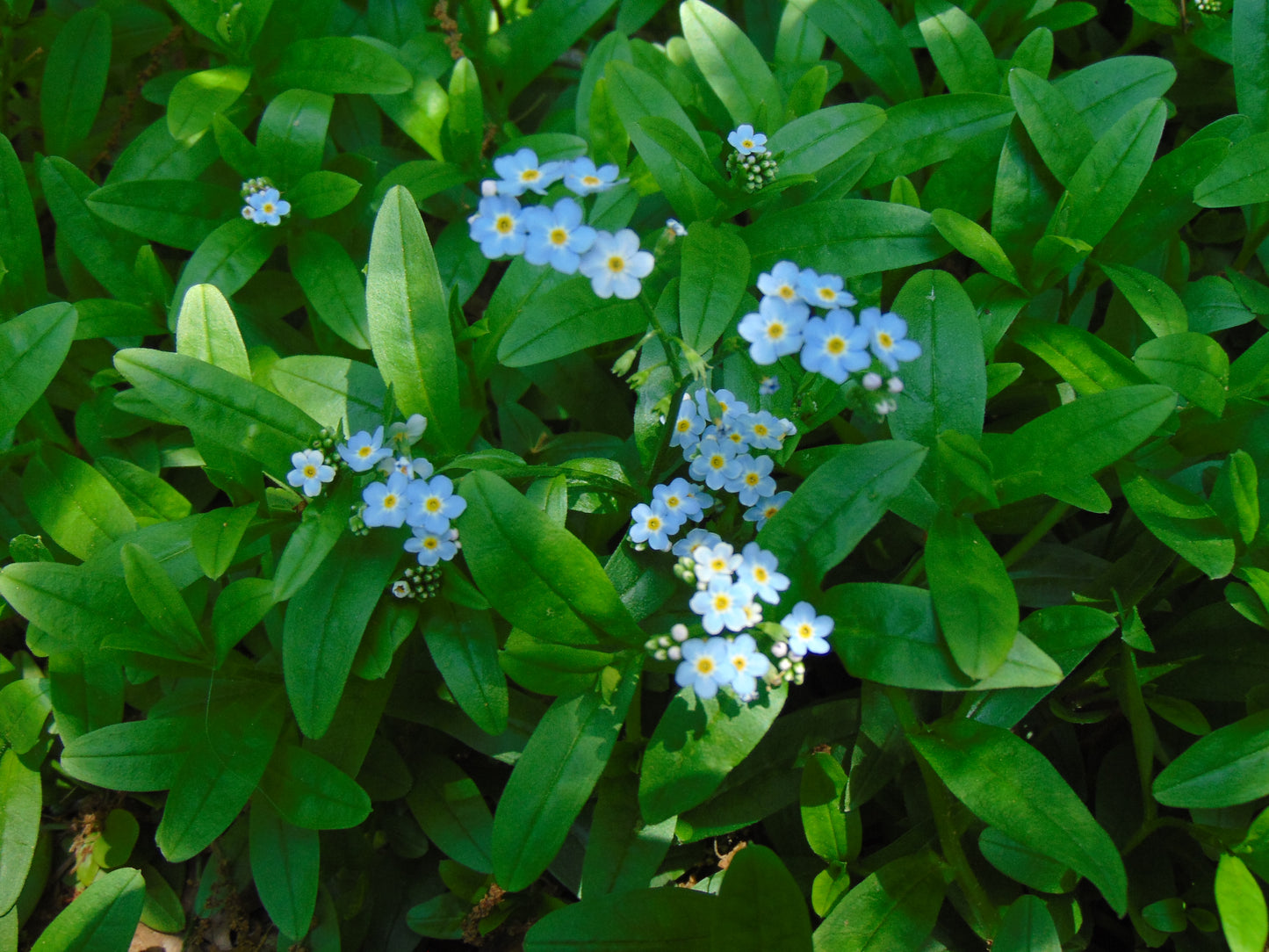 Forget-Me-Not  100 Seeds  Myosotis sylvatica