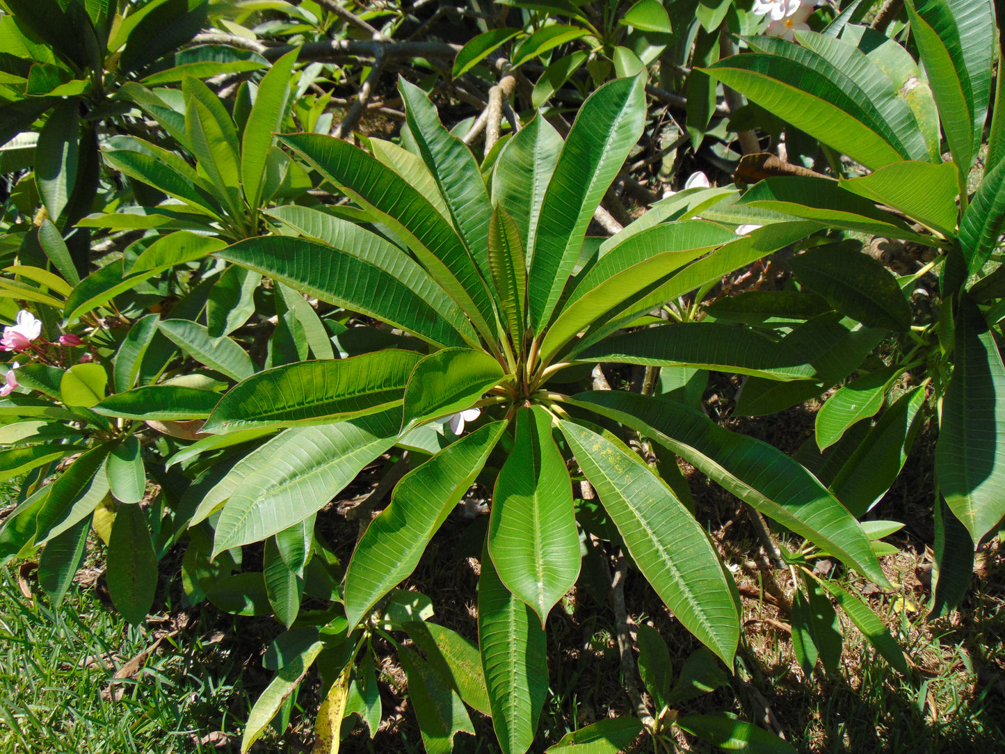 Frangipani 20 Seeds  Plumeria rubra  USA Company