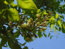 Load image into Gallery viewer, Kentucky Coffee Tree  Native Tree  5 Seeds  Gymnocladus dioicus