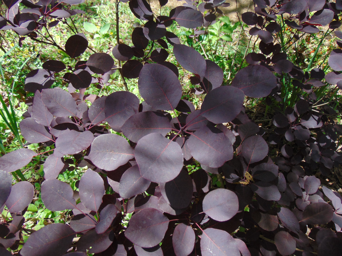 Purple Smoke Tree Cotinus coggygria 100 Seeds  USA Company