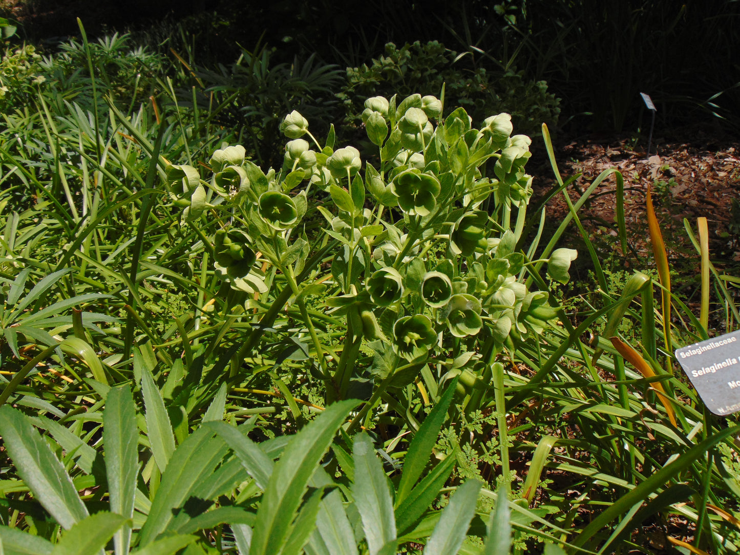 Hellebore   10 Seeds   Helleborus foetidus