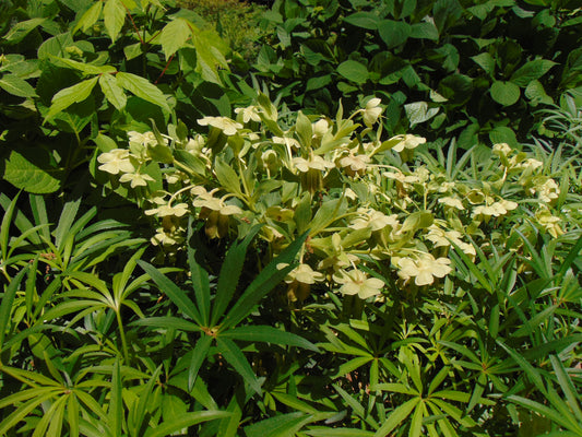 Hellebore   10 Seeds   Helleborus foetidus