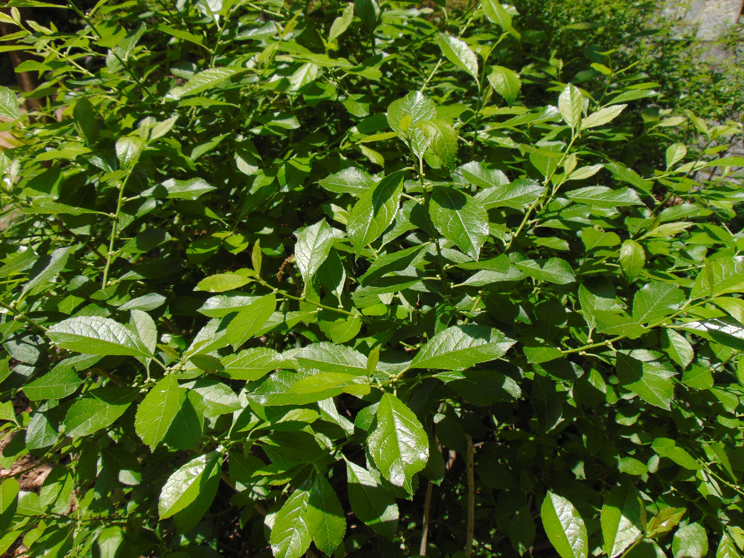 Winterberry  100 Seeds  Ilex verticillata