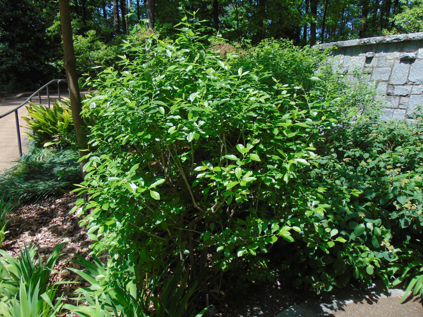 Winterberry  100 Seeds  Ilex verticillata