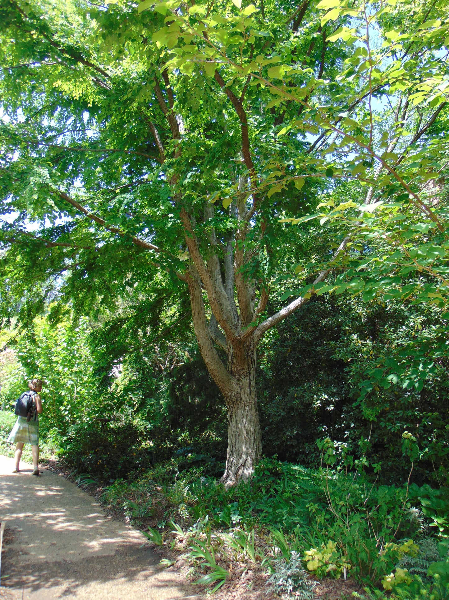 Katsura Tree  2300 Seeds  1 Gram  Cercidiphyllum japonicum