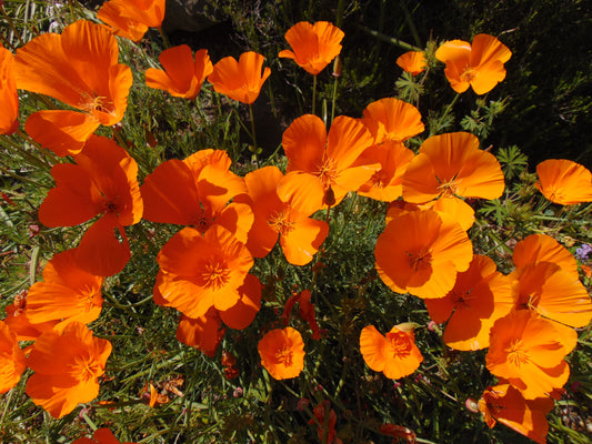California Poppy Eschscholzia californica 100 Seeds