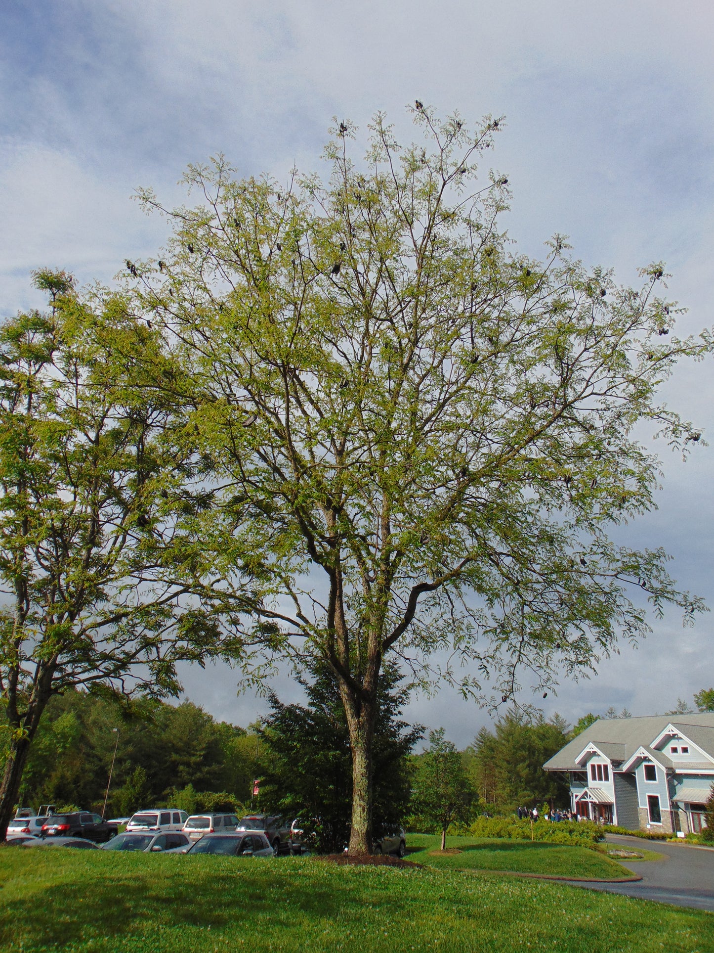 Kentucky Coffee Tree Gymnocladus dioicus  5 Seeds   USA Company