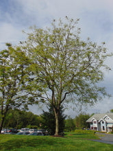 Load image into Gallery viewer, Kentucky Coffee Tree  Native Tree  5 Seeds  Gymnocladus dioicus