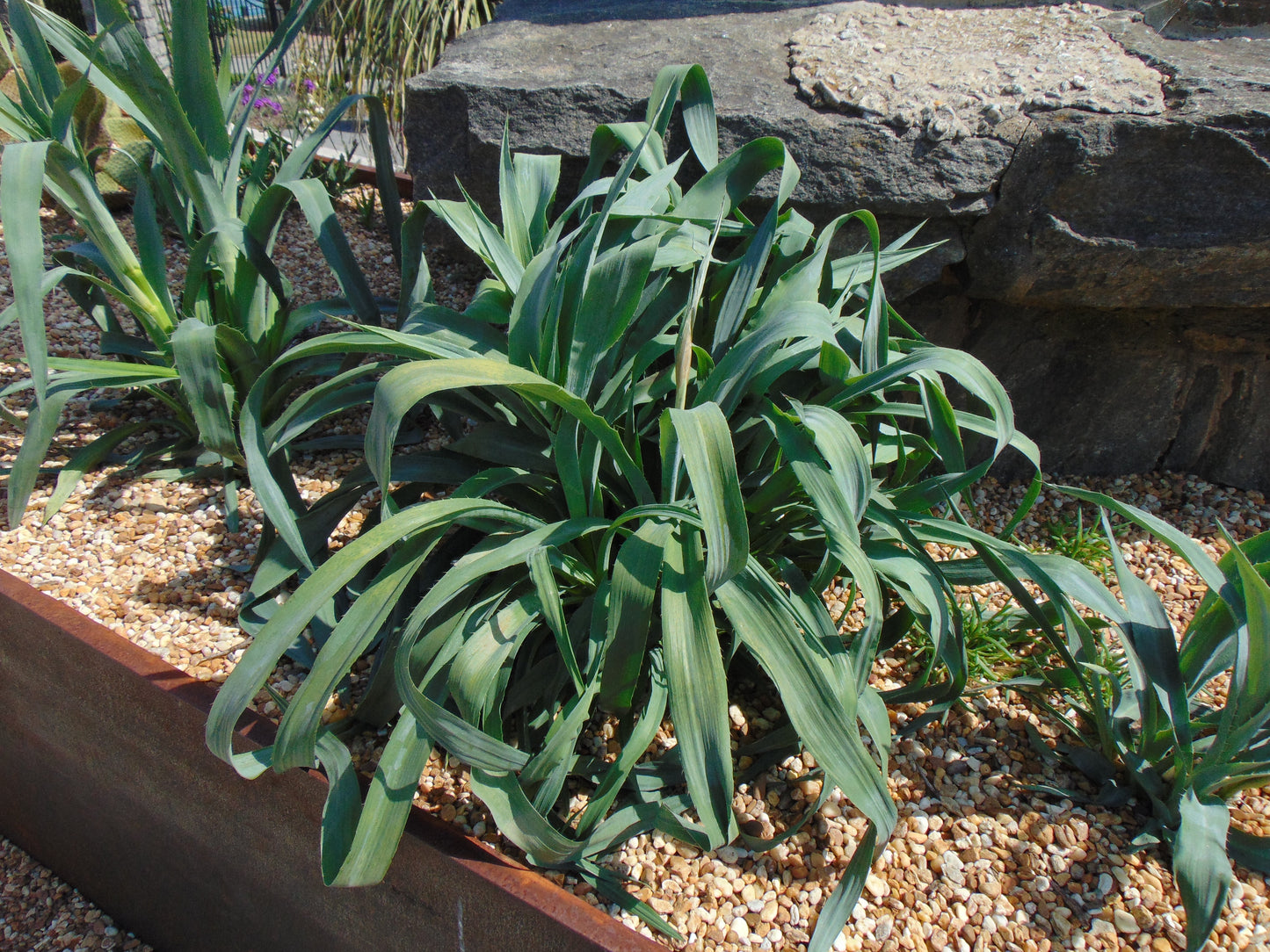 Rattlesnake Master Eryngium yuccifolium 100 Seeds  USA Company