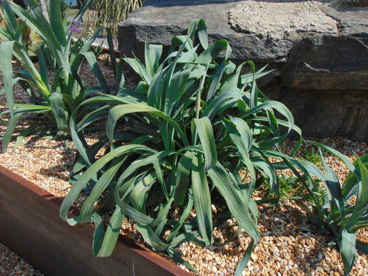 Rattlesnake Master Eryngium yuccifolium 100 Seeds