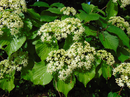 Arrowwood Viburnum Viburnum dentatum 100 Seeds  USA Company