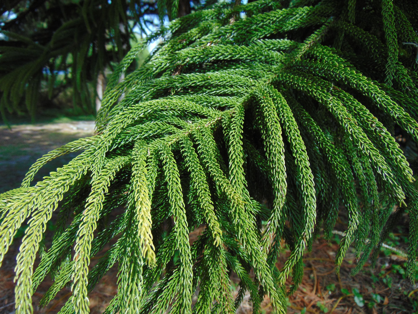Norfolk Island Pine   5 Seeds   Araucaria excelsa