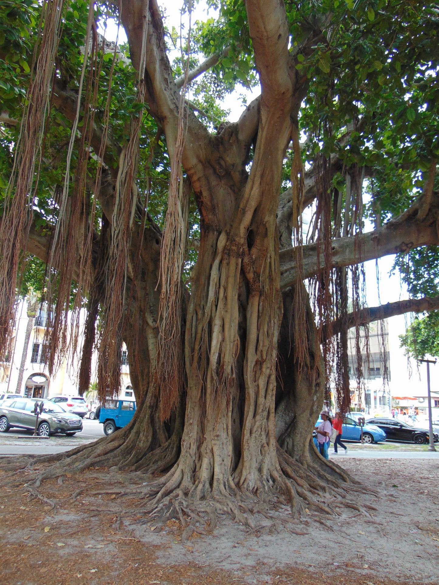 Banyan Fig Ficus benghalensis 100 Seeds  USA Company