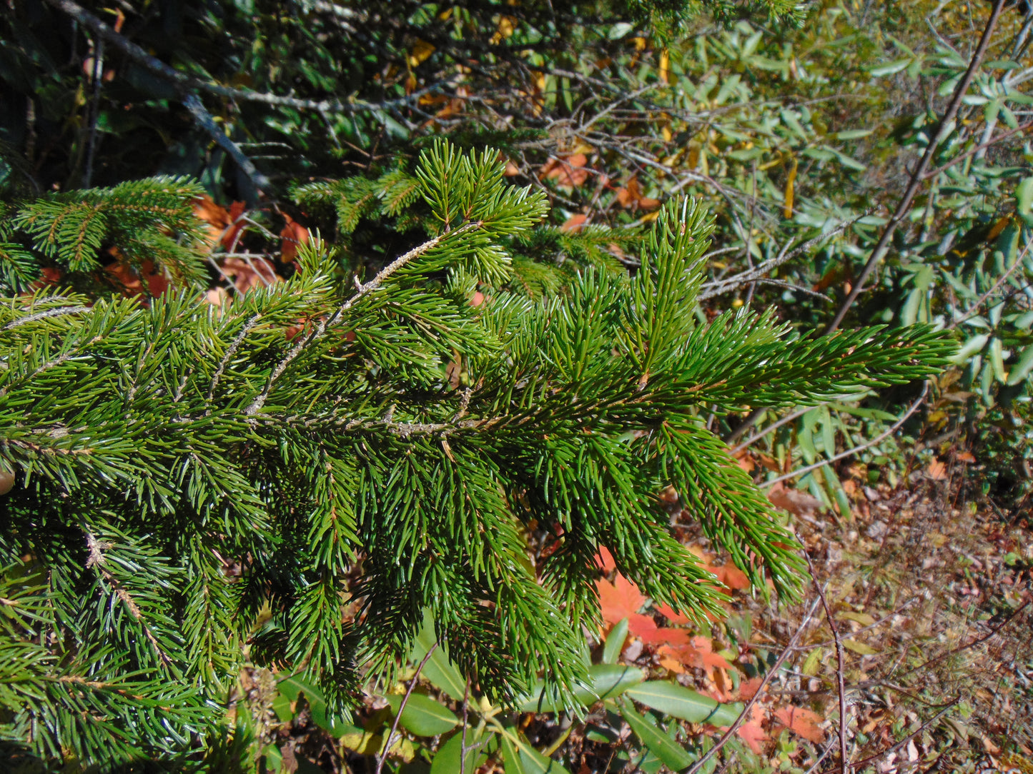 Red Spruce   10 Seeds   Picea rubens