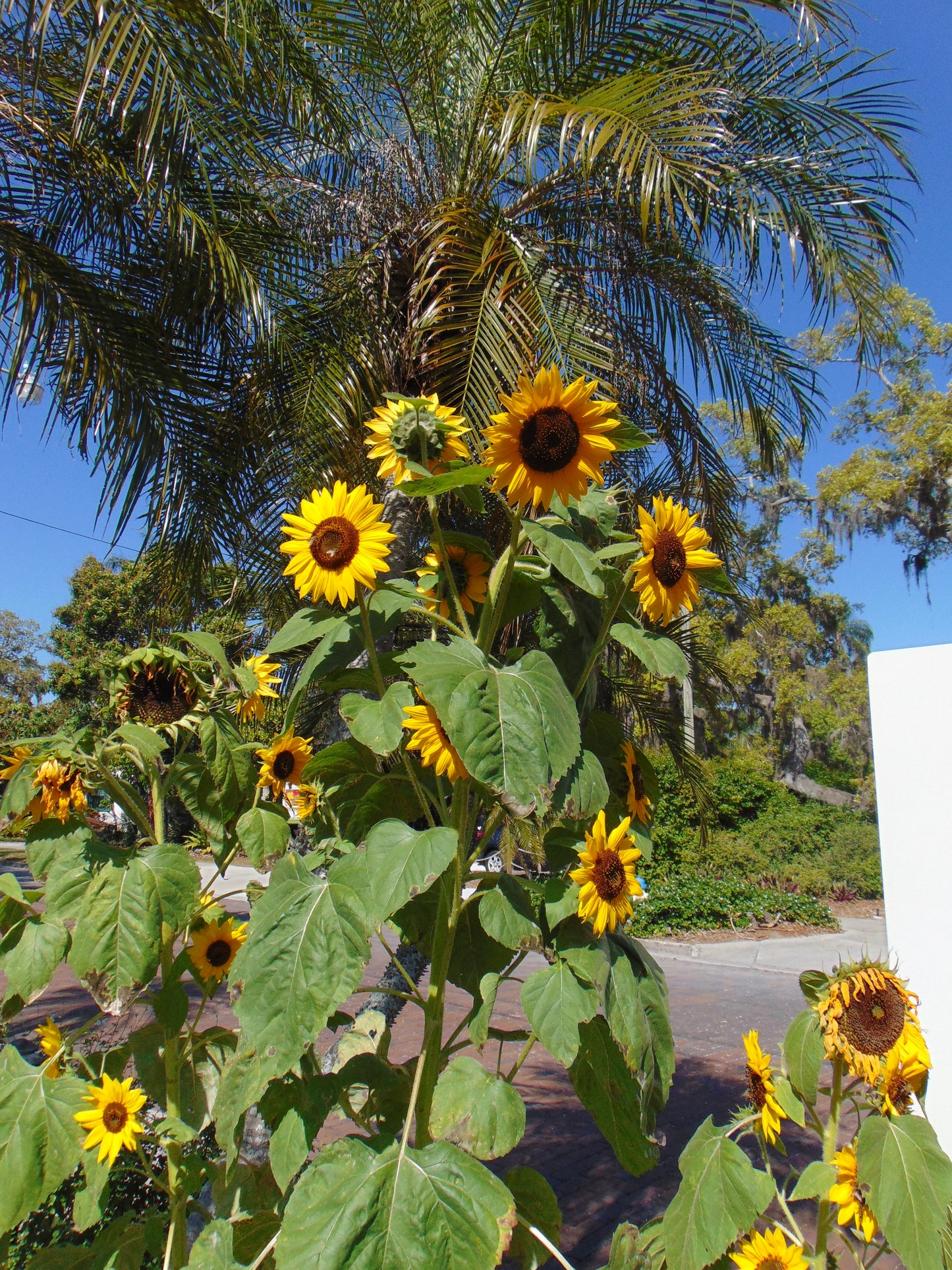 Sunflower   ‘Henry Wilde’   100 Seeds   Helianthus annuus