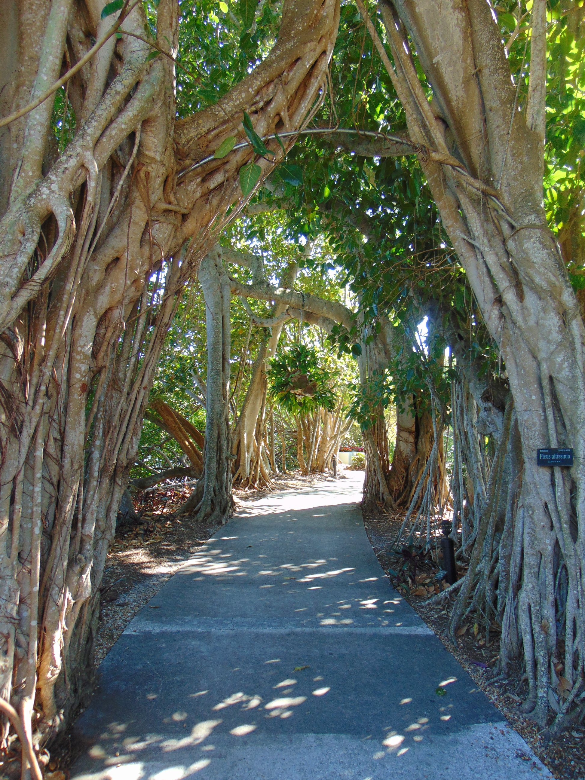 large ficus altissima tree Council Tree 100 Seeds Ficus altissima – R&B Floridaseeds