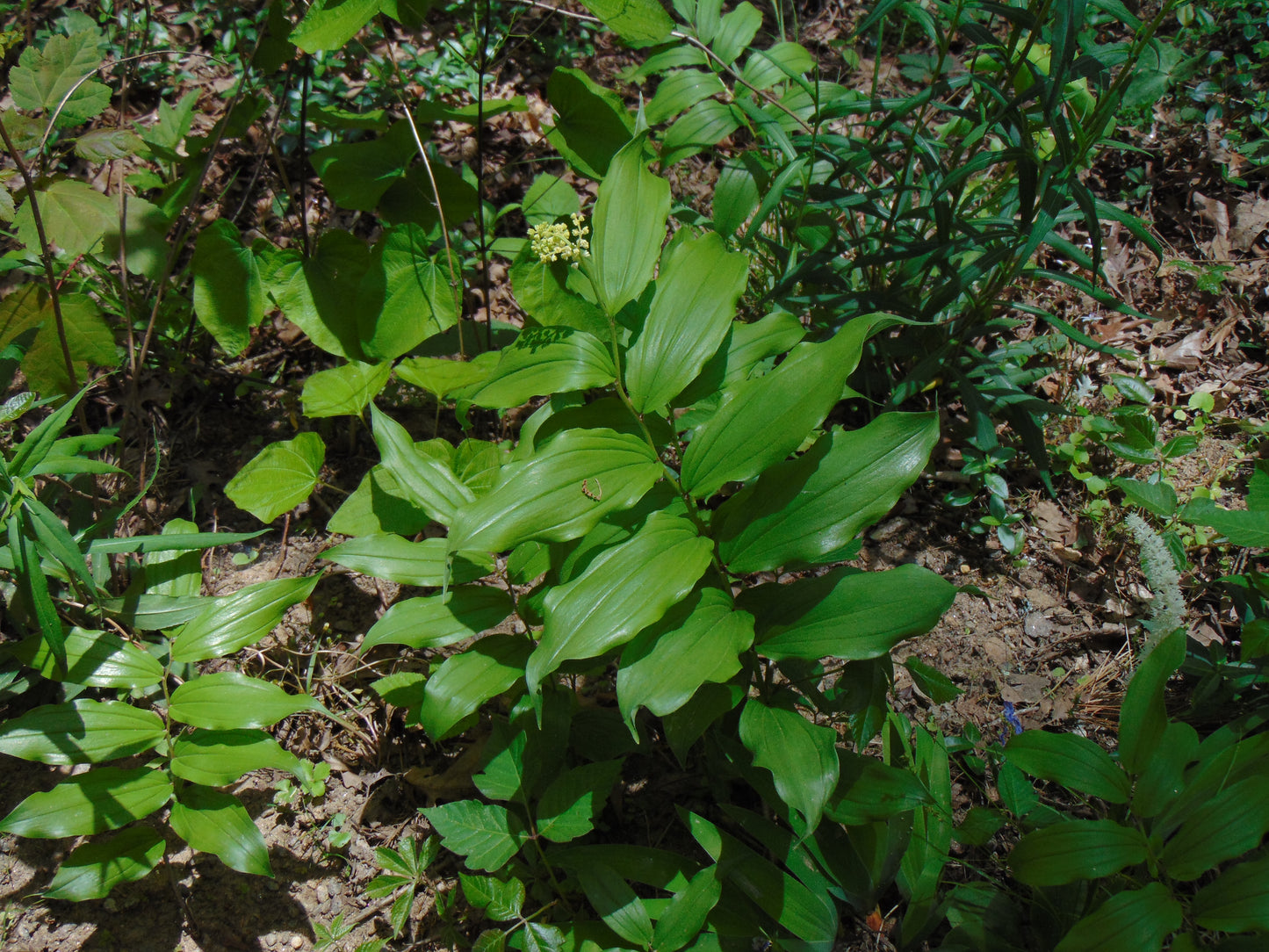 False Solomon's Seal   10 Seeds   Smilacina racemosa