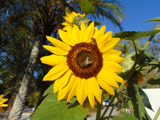 Sunflower   ‘Henry Wilde’   100 Seeds   Helianthus annuus